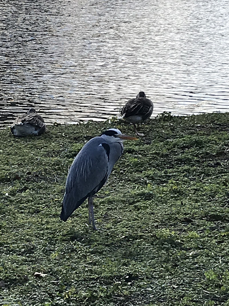 A blue heron stands on grass with a calm body of water in the background. There are also two other birds of unknown species closer to the shore.