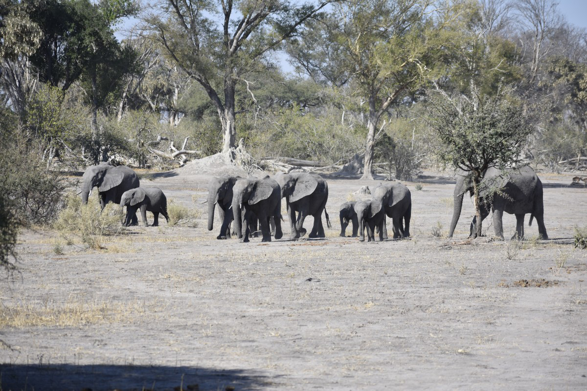 Herd of elephant